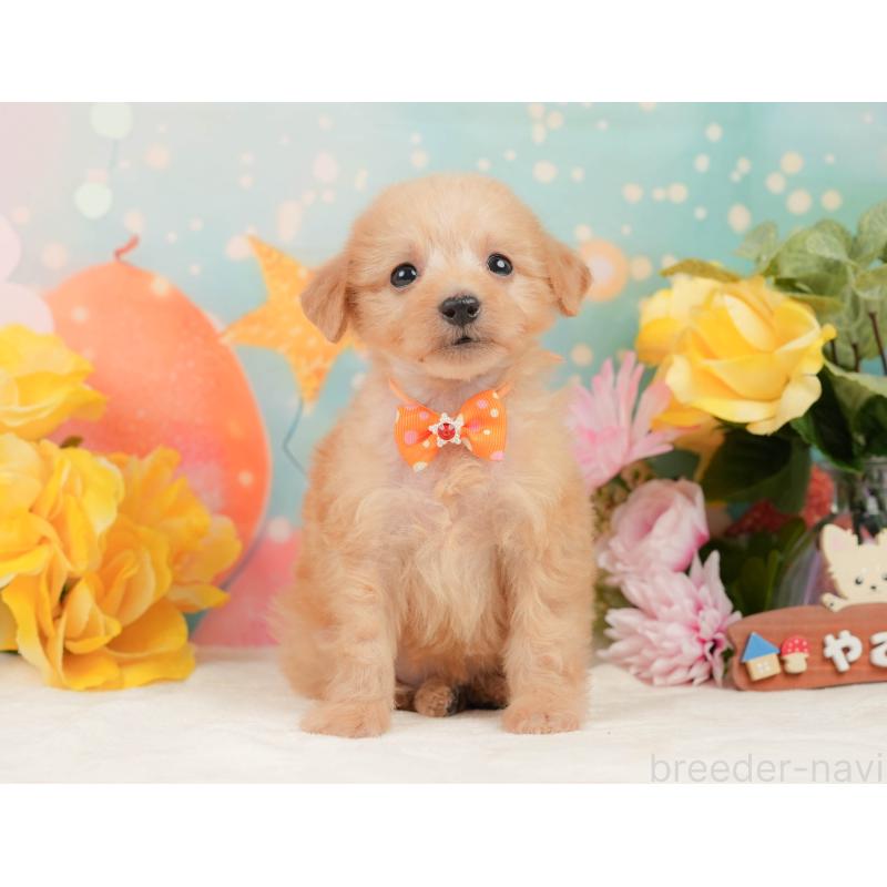 販売中の静岡県のタイニープードル-444725の10枚目