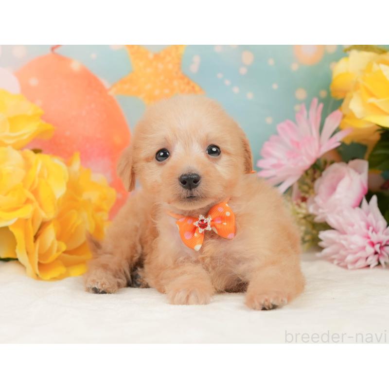 販売中の静岡県のタイニープードル-444725の9枚目