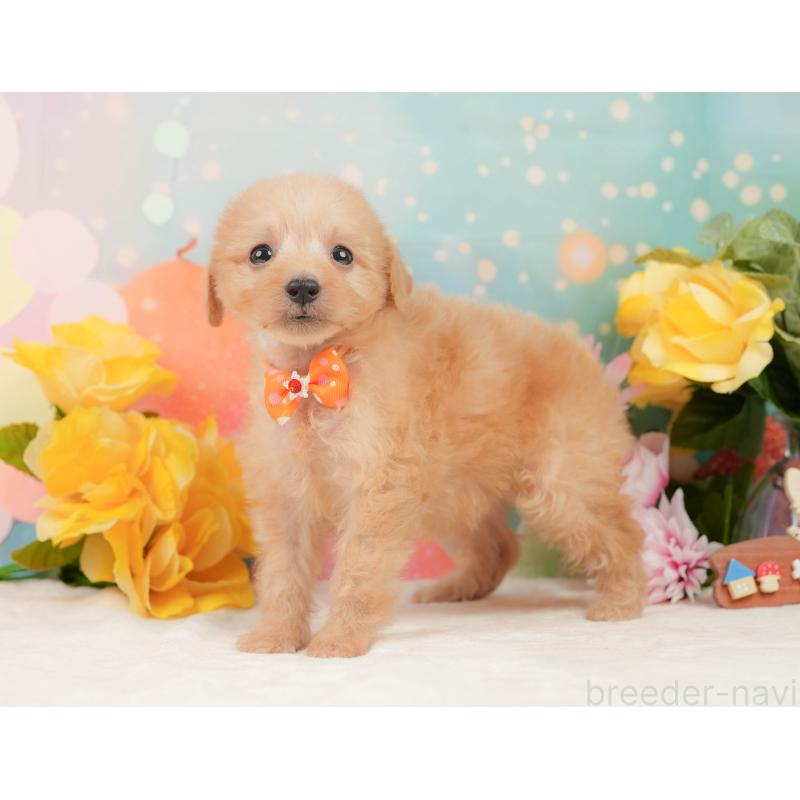 販売中の静岡県のタイニープードル-444725の8枚目