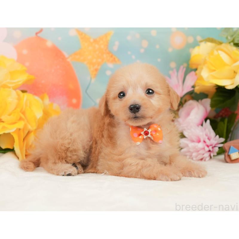 販売中の静岡県のタイニープードル-444725の6枚目