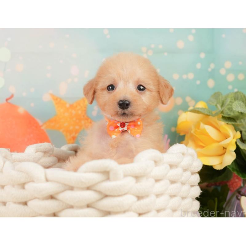 販売中の静岡県のタイニープードル-444725の4枚目