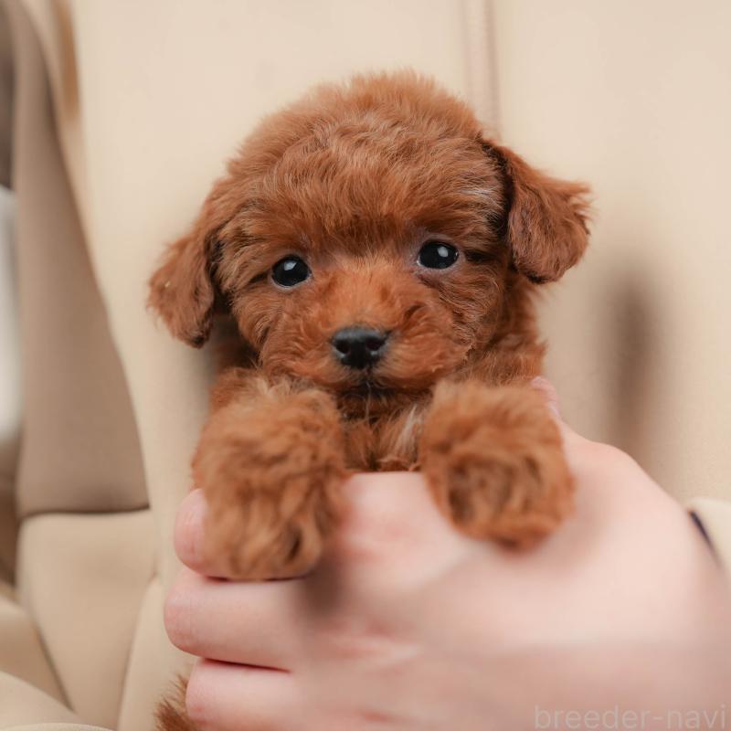 販売中の群馬県のタイニープードル-445503