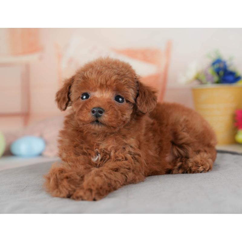 販売中の群馬県のタイニープードル-445503の8枚目