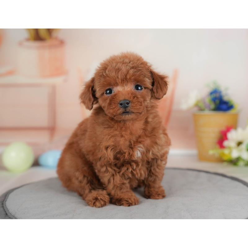 販売中の群馬県のタイニープードル-445503の6枚目