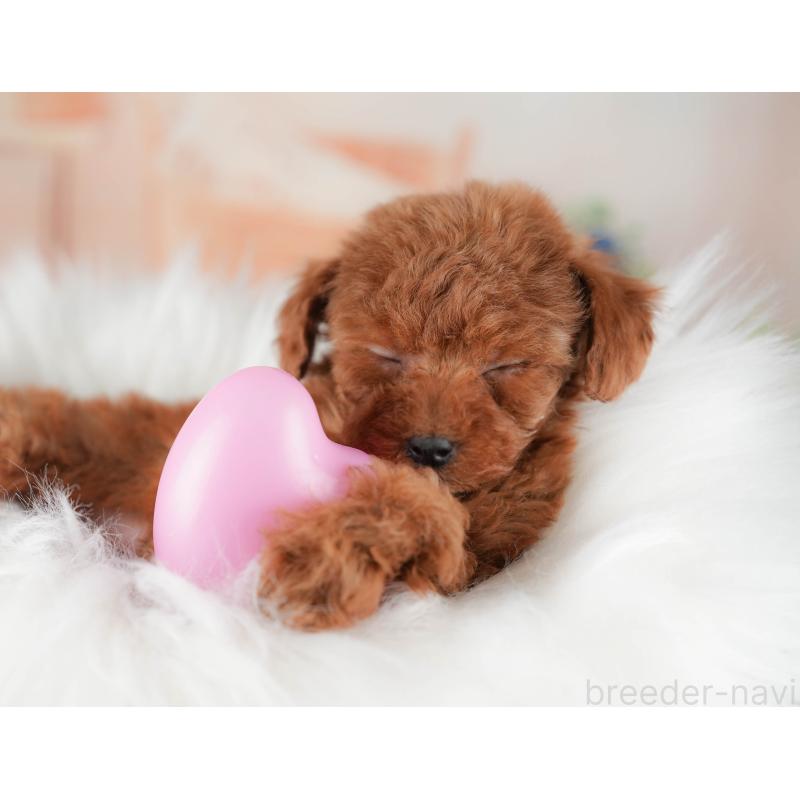 販売中の群馬県のタイニープードル-445503の5枚目