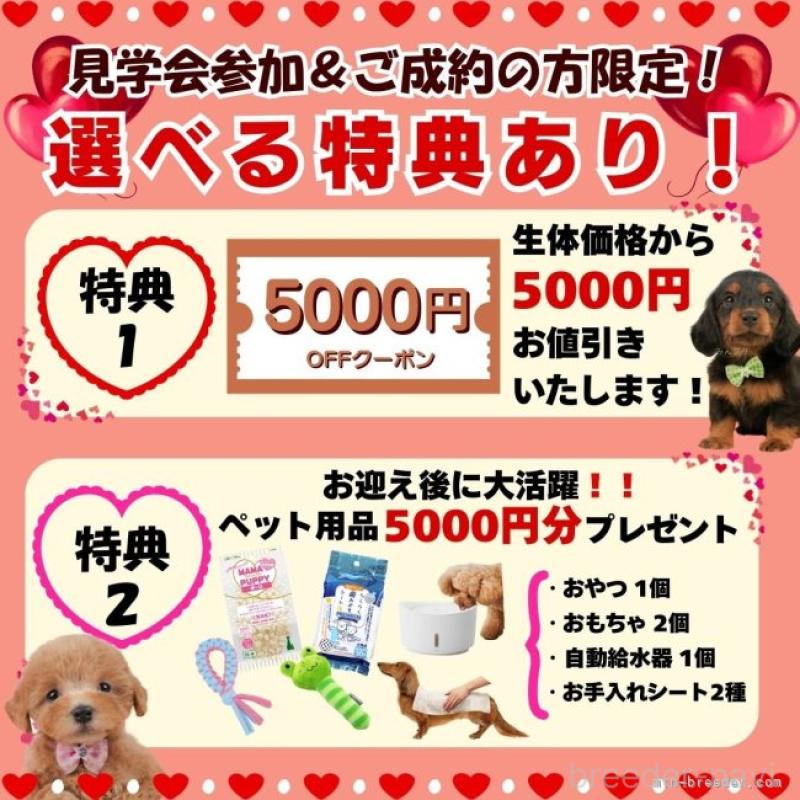 販売中の静岡県のトイプードル-444711の16枚目