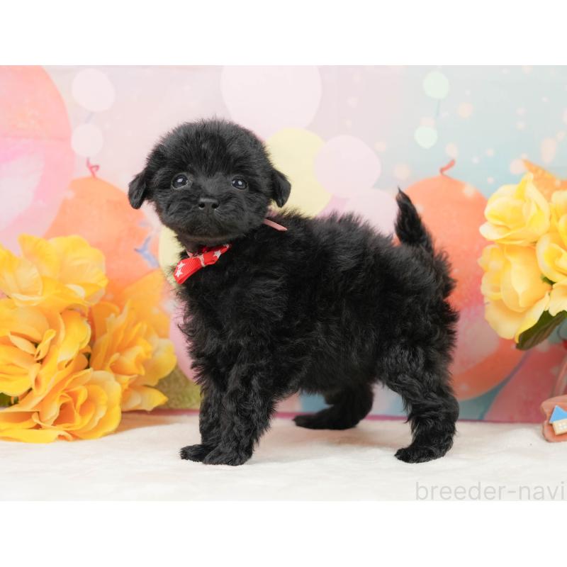 販売中の静岡県のトイプードル-444711の10枚目