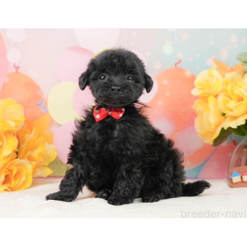 販売中の静岡県のトイプードル-444711の9枚目