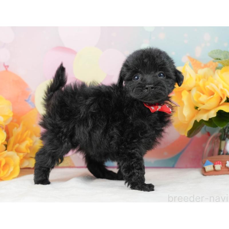 販売中の静岡県のトイプードル-444711の8枚目