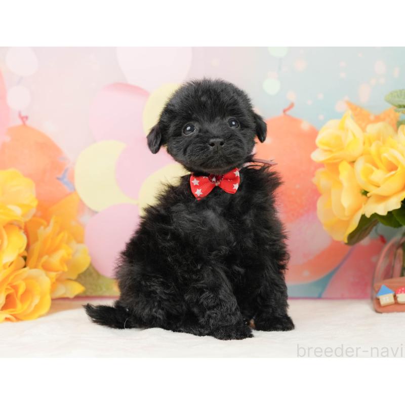 販売中の静岡県のトイプードル-444711の7枚目