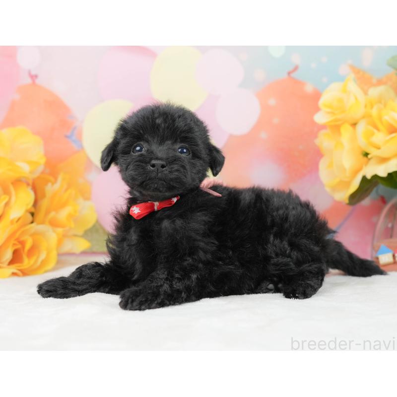 販売中の静岡県のトイプードル-444711の6枚目