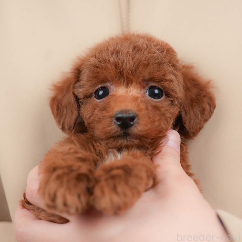 販売中の群馬県のタイニープードル-445504