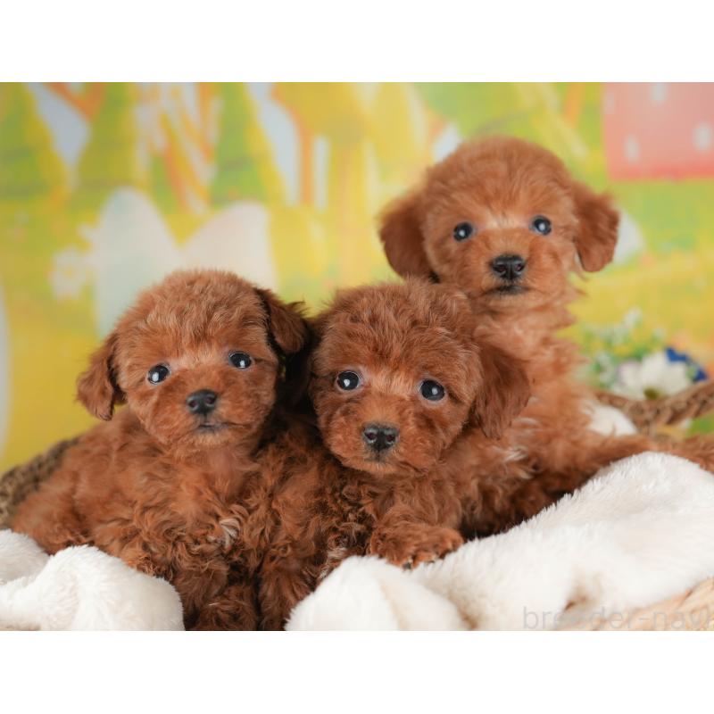 販売中の群馬県のタイニープードル-445504の8枚目