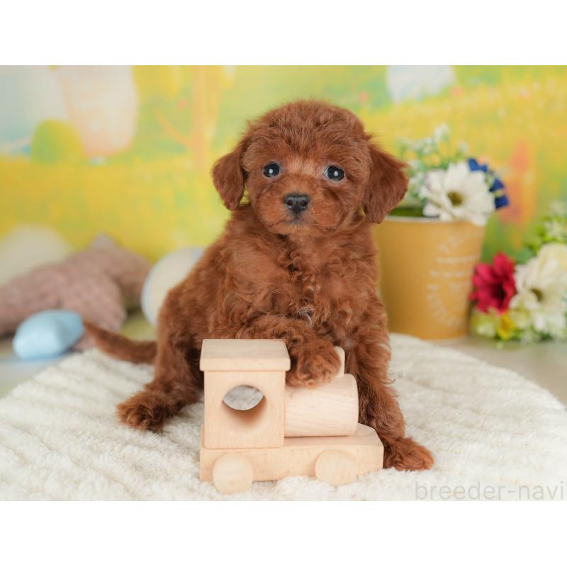 販売中の群馬県のタイニープードル-445504の5枚目