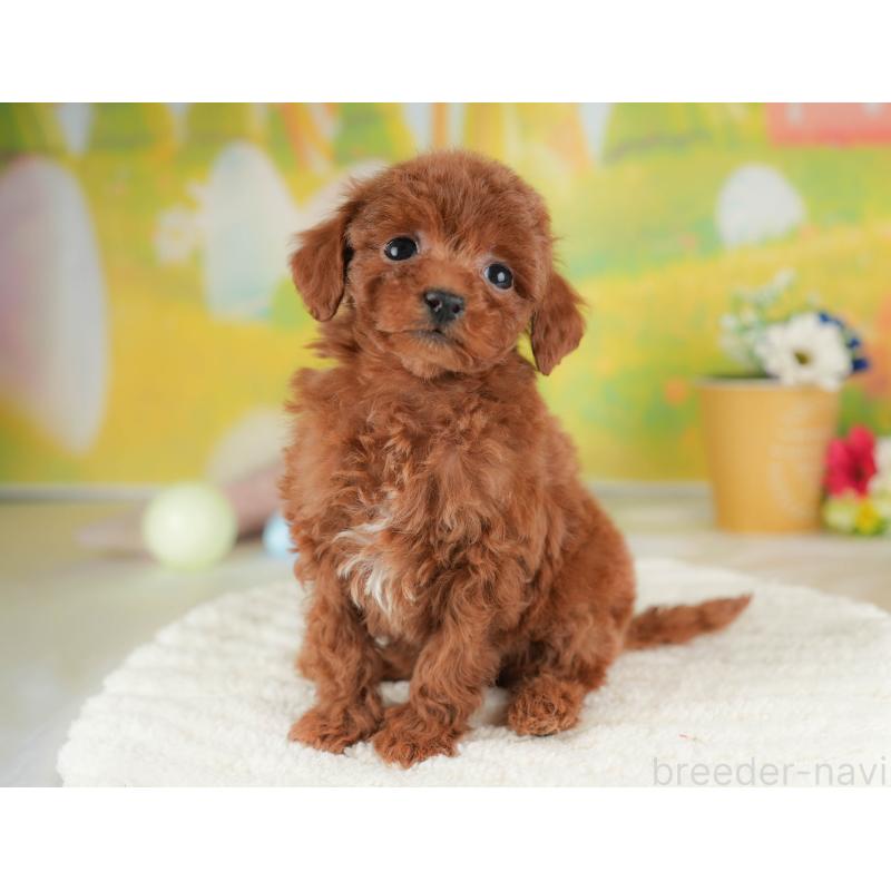 販売中の群馬県のタイニープードル-445504の4枚目