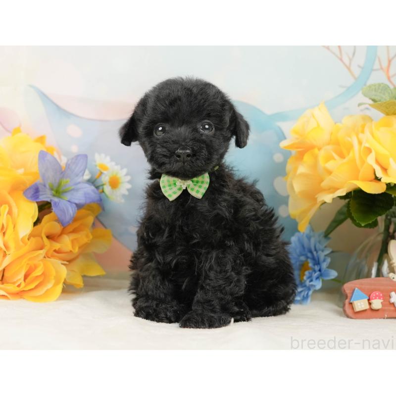 販売中の静岡県のトイプードル-444685の10枚目