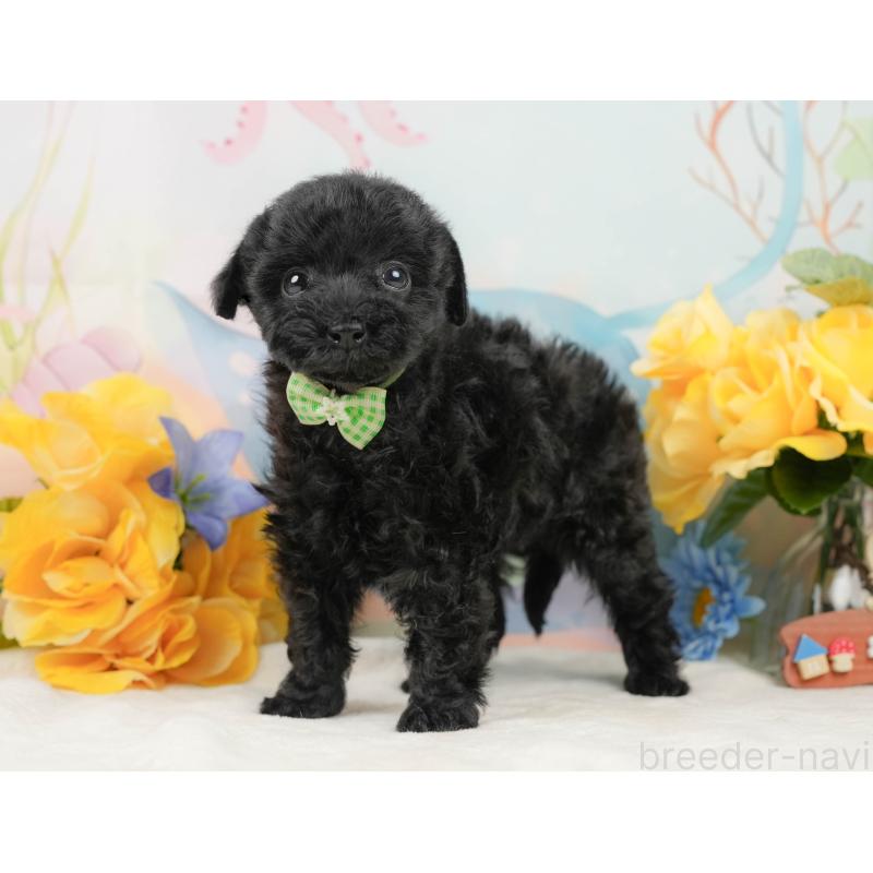 販売中の静岡県のトイプードル-444685の9枚目