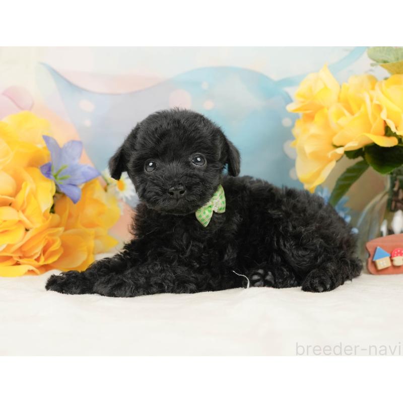 販売中の静岡県のトイプードル-444685の8枚目