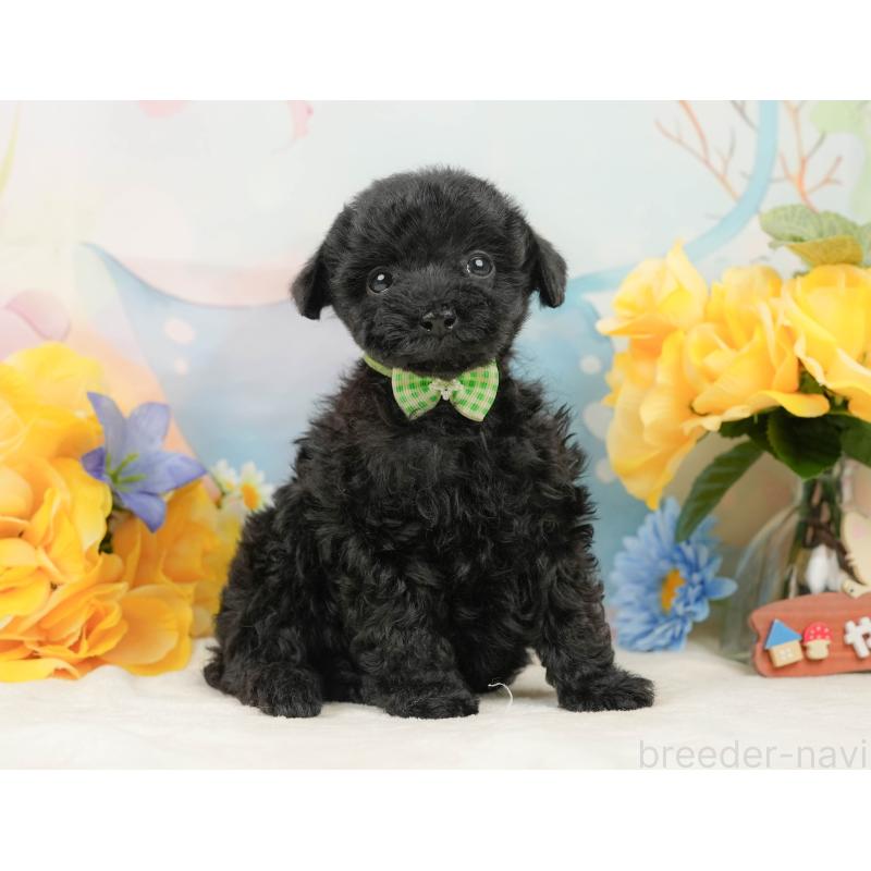 販売中の静岡県のトイプードル-444685の7枚目