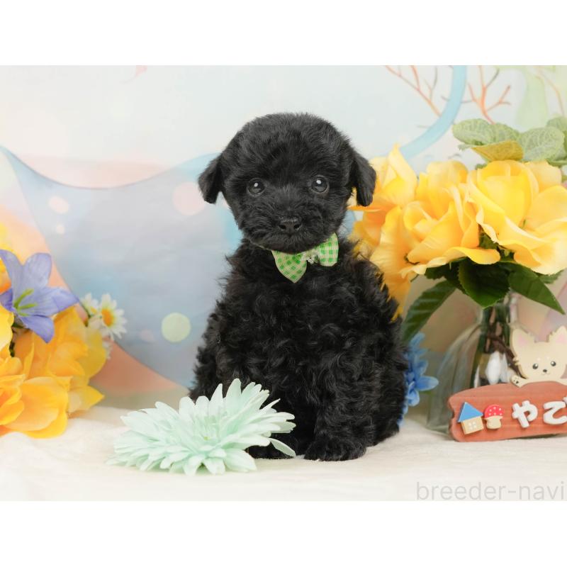 販売中の静岡県のトイプードル-444685の6枚目