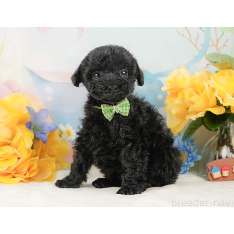 販売中の静岡県のトイプードル-444685の5枚目