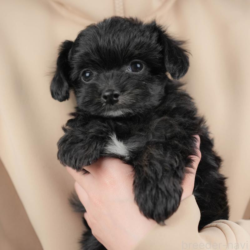 販売中の群馬県のチワプー:チワワ×トイプードル-445506の1枚目