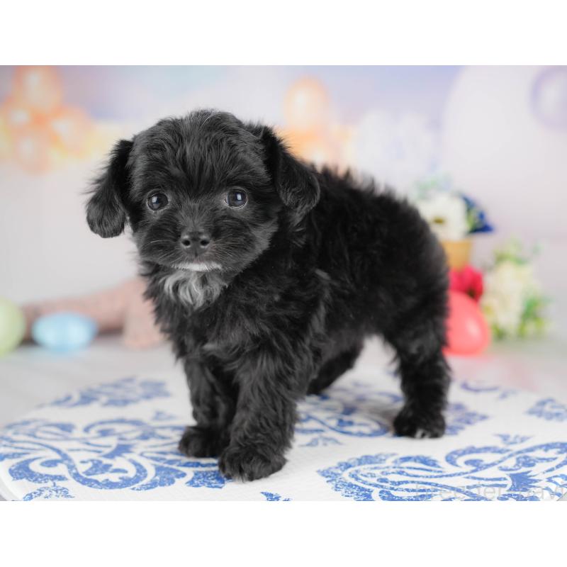 販売中の群馬県のチワプー:チワワ×トイプードル-445506の8枚目