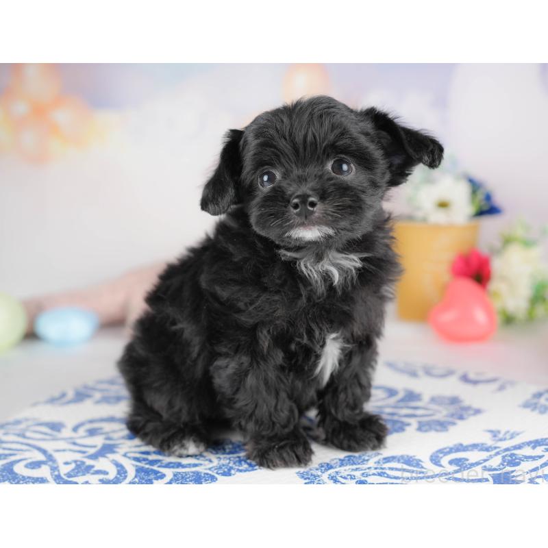 販売中の群馬県のチワプー:チワワ×トイプードル-445506の6枚目