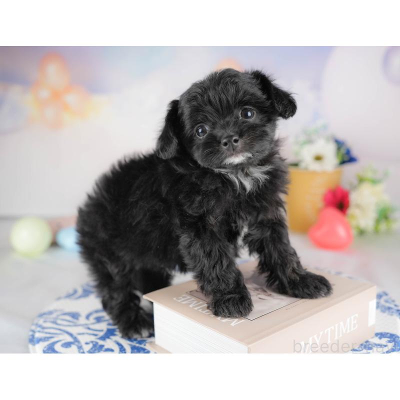 販売中の群馬県のチワプー:チワワ×トイプードル-445506の5枚目