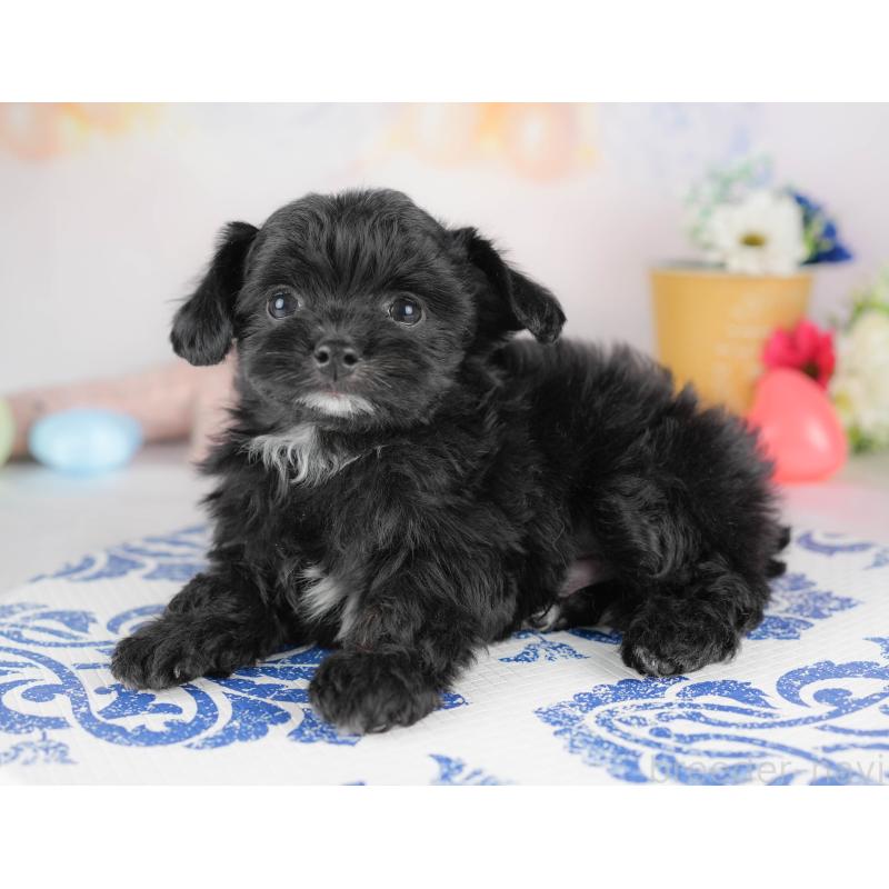 販売中の群馬県のチワプー:チワワ×トイプードル-445506の4枚目