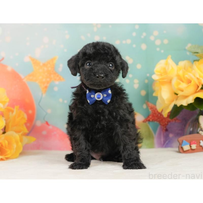 販売中の静岡県のトイプードル-444680の9枚目