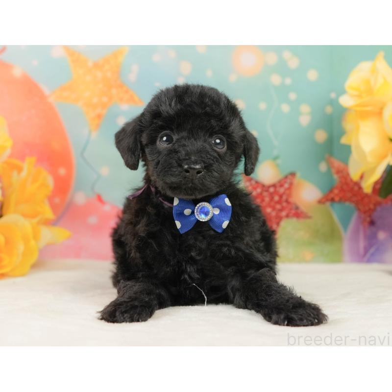 販売中の静岡県のトイプードル-444680の8枚目