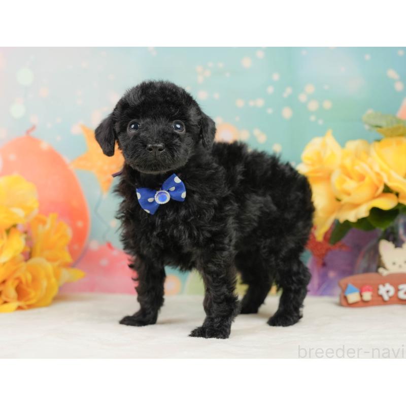 販売中の静岡県のトイプードル-444680の7枚目