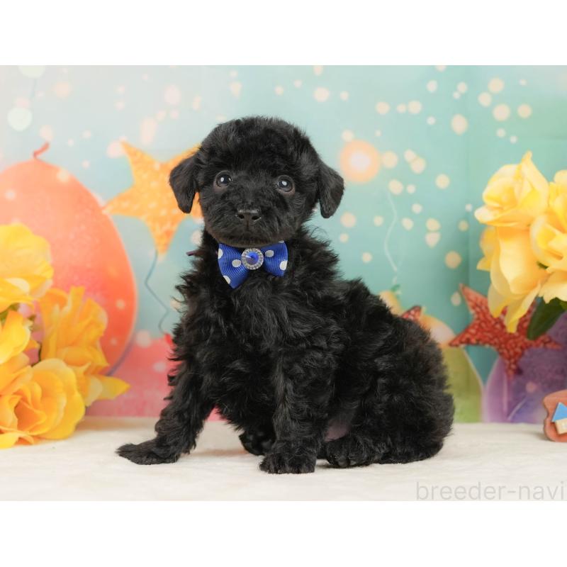 販売中の静岡県のトイプードル-444680の6枚目