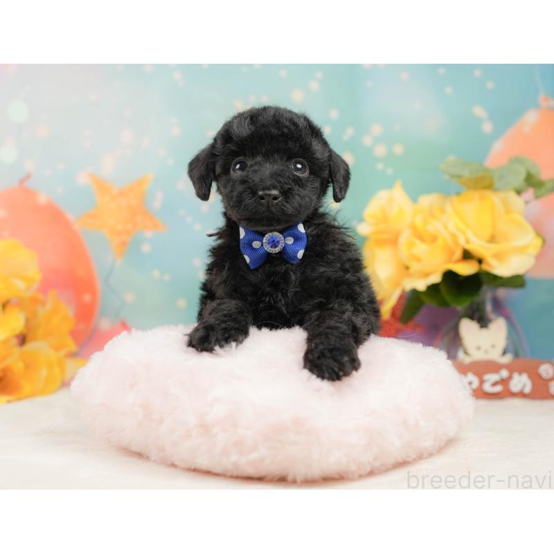 販売中の静岡県のトイプードル-444680の4枚目