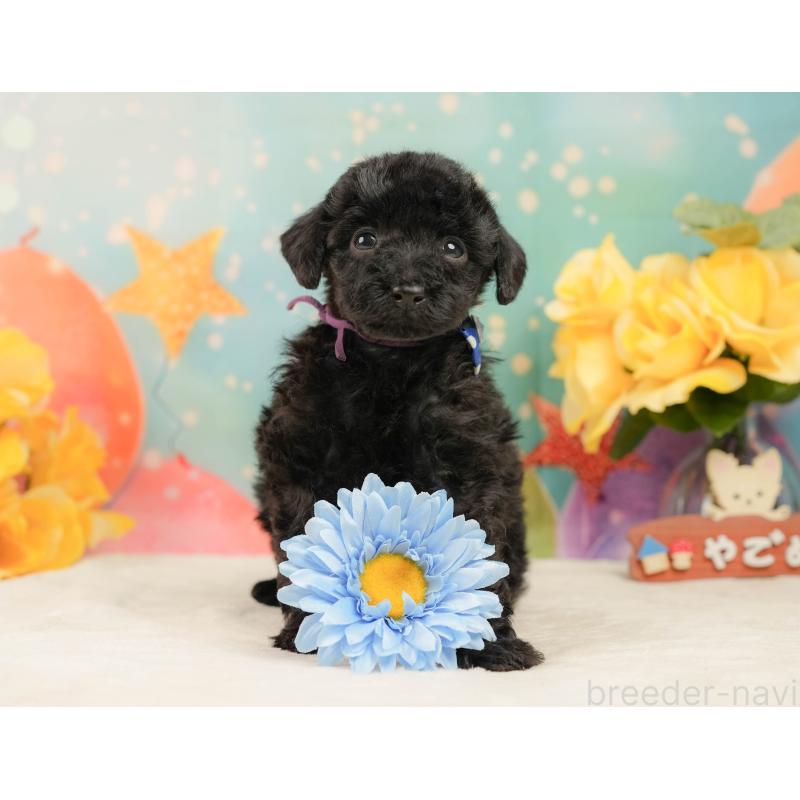 販売中の静岡県のトイプードル-444680の3枚目