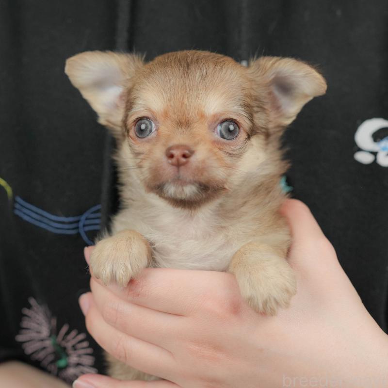 販売中の群馬県のチワワ(ロングコート)-445505の1枚目