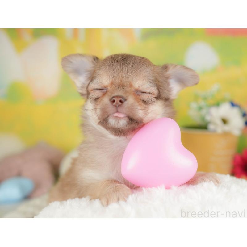 販売中の群馬県のチワワ(ロングコート)-445505の9枚目