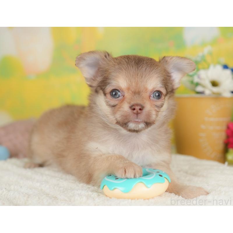 販売中の群馬県のチワワ(ロングコート)-445505の7枚目