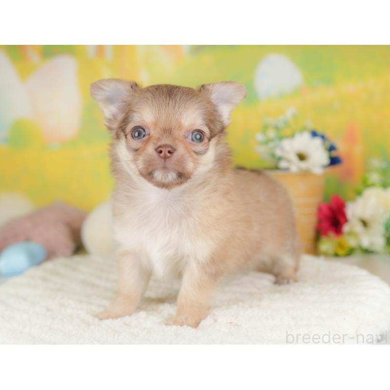 販売中の群馬県のチワワ(ロングコート)-445505の6枚目