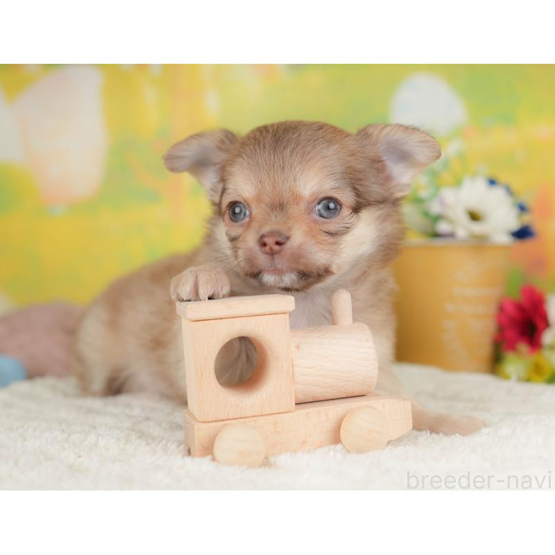 販売中の群馬県のチワワ(ロングコート)-445505の5枚目