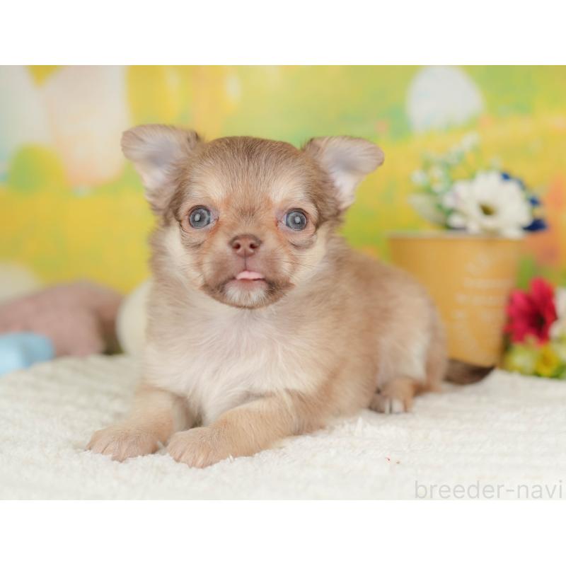 販売中の群馬県のチワワ(ロングコート)-445505の4枚目