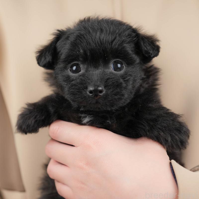 販売中の群馬県のポメプー:ポメラニアン×トイプードル-445502の1枚目