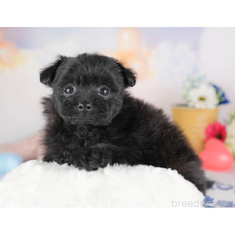 販売中の群馬県のポメプー:ポメラニアン×トイプードル-445502の9枚目