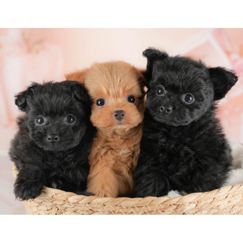 販売中の群馬県のポメプー:ポメラニアン×トイプードル-445502の8枚目