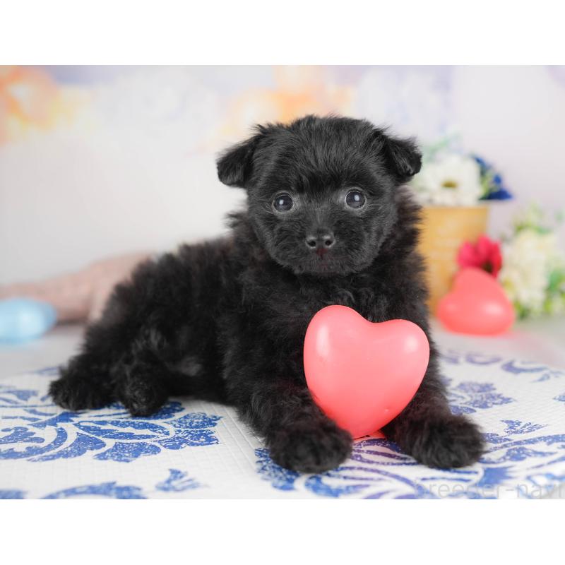 販売中の群馬県のポメプー:ポメラニアン×トイプードル-445502の7枚目