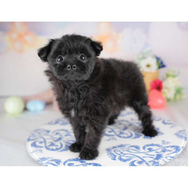 販売中の群馬県のポメプー:ポメラニアン×トイプードル-445502の6枚目