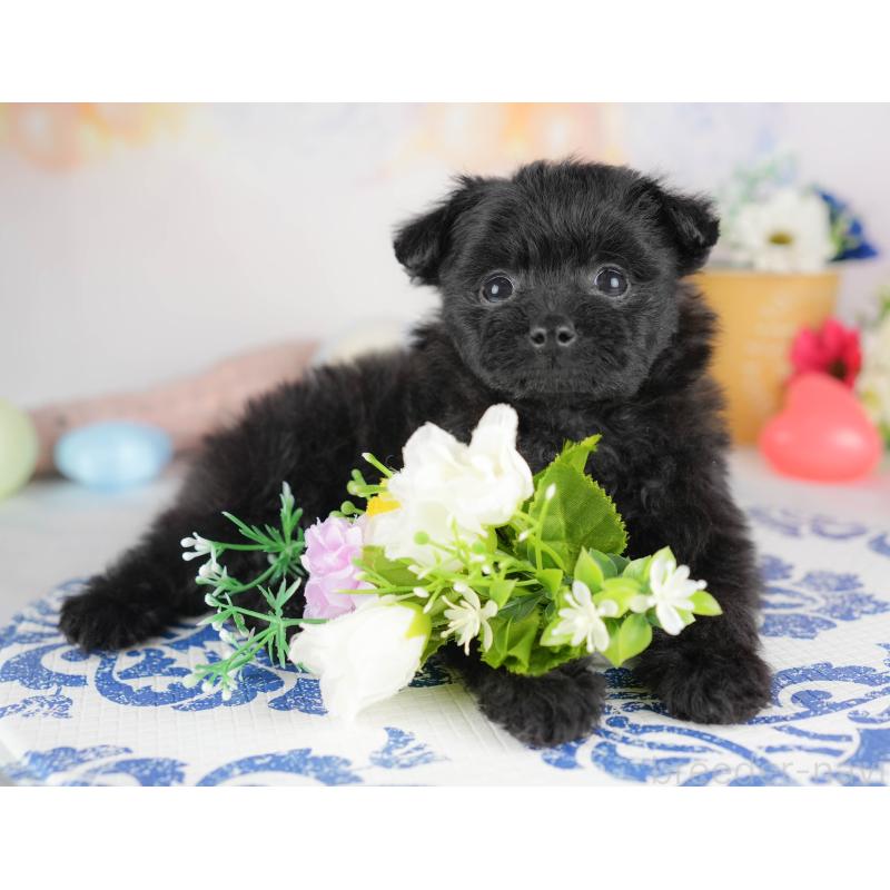 販売中の群馬県のポメプー:ポメラニアン×トイプードル-445502の4枚目