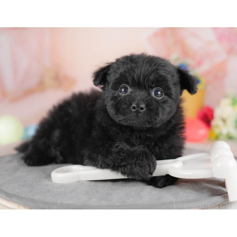 販売中の群馬県のポメプー:ポメラニアン×トイプードル-445500の8枚目