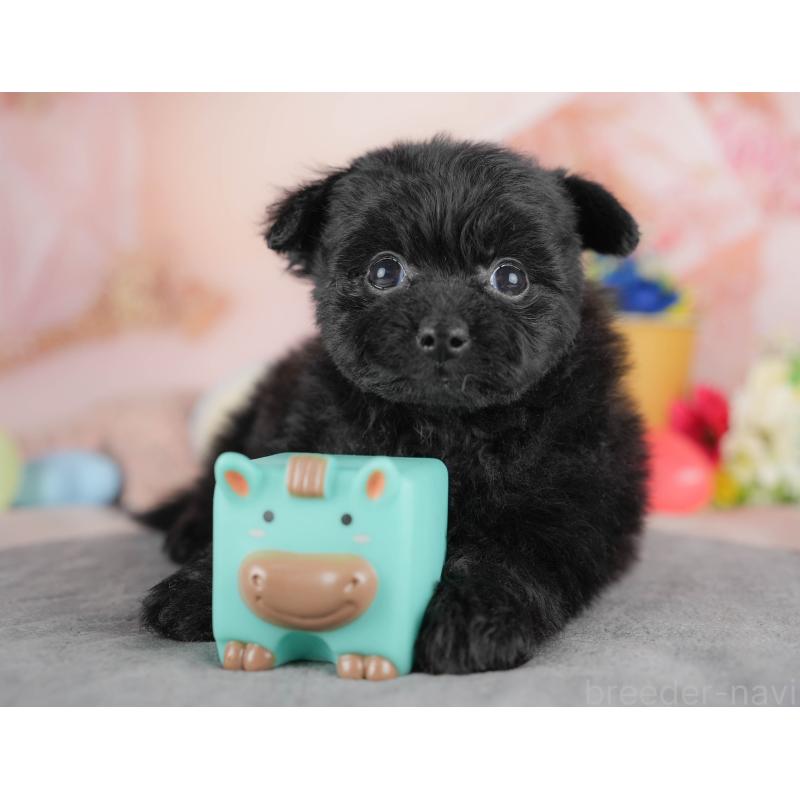 販売中の群馬県のポメプー:ポメラニアン×トイプードル-445500の7枚目